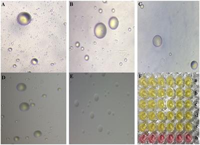 Drug sensitivity and genome-wide analysis of two strains of Mycoplasma gallisepticum with different biofilm intensity